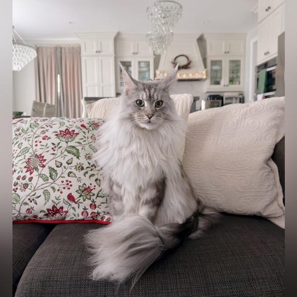 Meet your Posher, Bryana - Picture 1 of 2